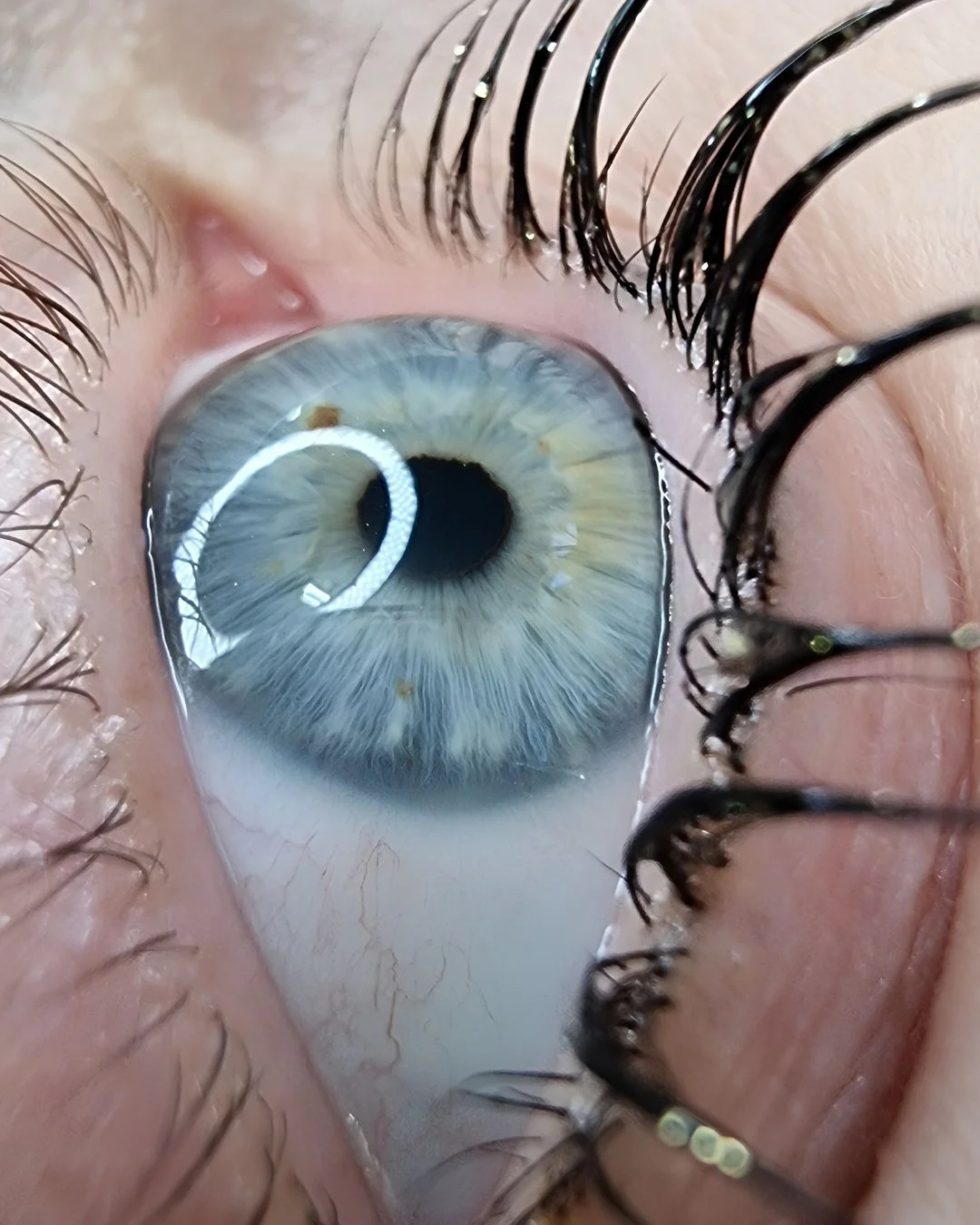 Laminazione ciglia Milano — macro ciglia dopo lash lift