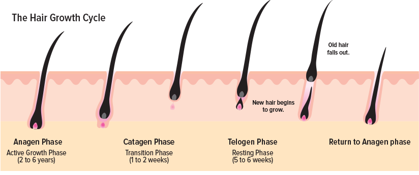 Ciclo vitale ciglia - Fasi della crescita cigliare.