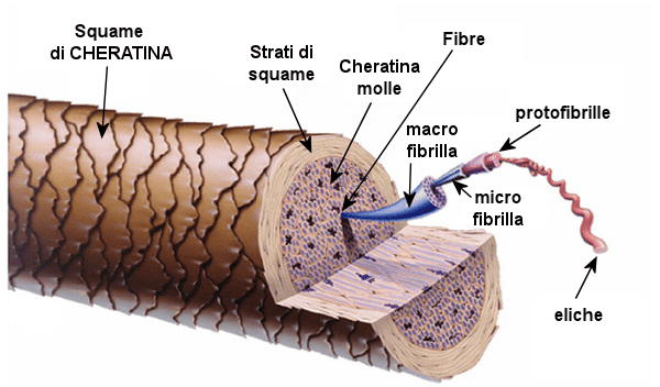 struttura pelo