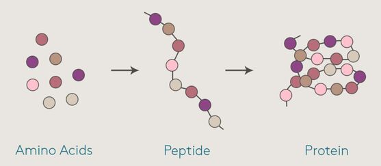 Peptidi integratori per ciglia e sopracciglia