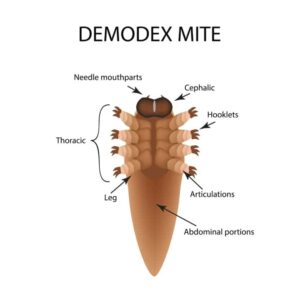 demodex acaro